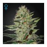 Exodus Cheesee Auto Green House Seeds x3