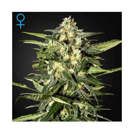 Jack Herer Auto Green House Seeds x3