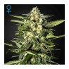 Jack Herer Auto Green House Seeds x3