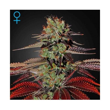 King's Kush Auto Green House Seeds x3