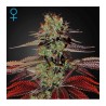 King's Kush Auto Green House Seeds x3