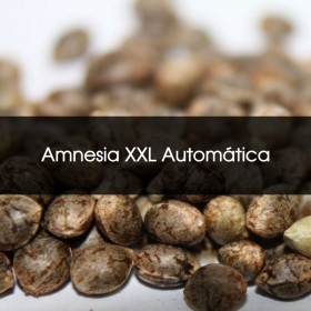 Amnesia XXL Automática (Venta Unitaria - Granel)