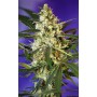 Fast Bud #2 Auto Sweet Seeds 3+1