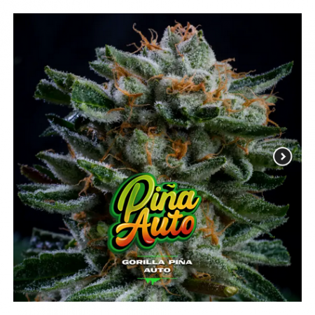 Gorilla Piña Auto BSF Seed x4