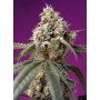 Bruce Banner Auto Sweet Seeds 3+1
