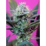 Speed Auto Sweet Seeds 3+1