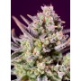 Sweet Zenzation XL Auto Sweet Seeds 3+1