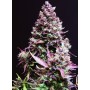 Cream Caramel Auto Sweet Seeds 3+1