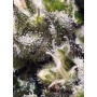 Cream Caramel Auto Sweet Seeds 3+1