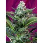 Mohan Ram Auto Sweet Seeds 3+1