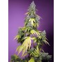 Jet Fuel Mandarine XL Auto Sweet Seeds 3+1